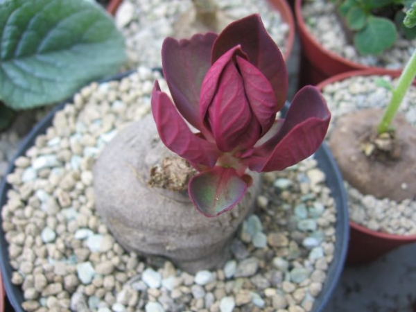 Monadenium Globosum