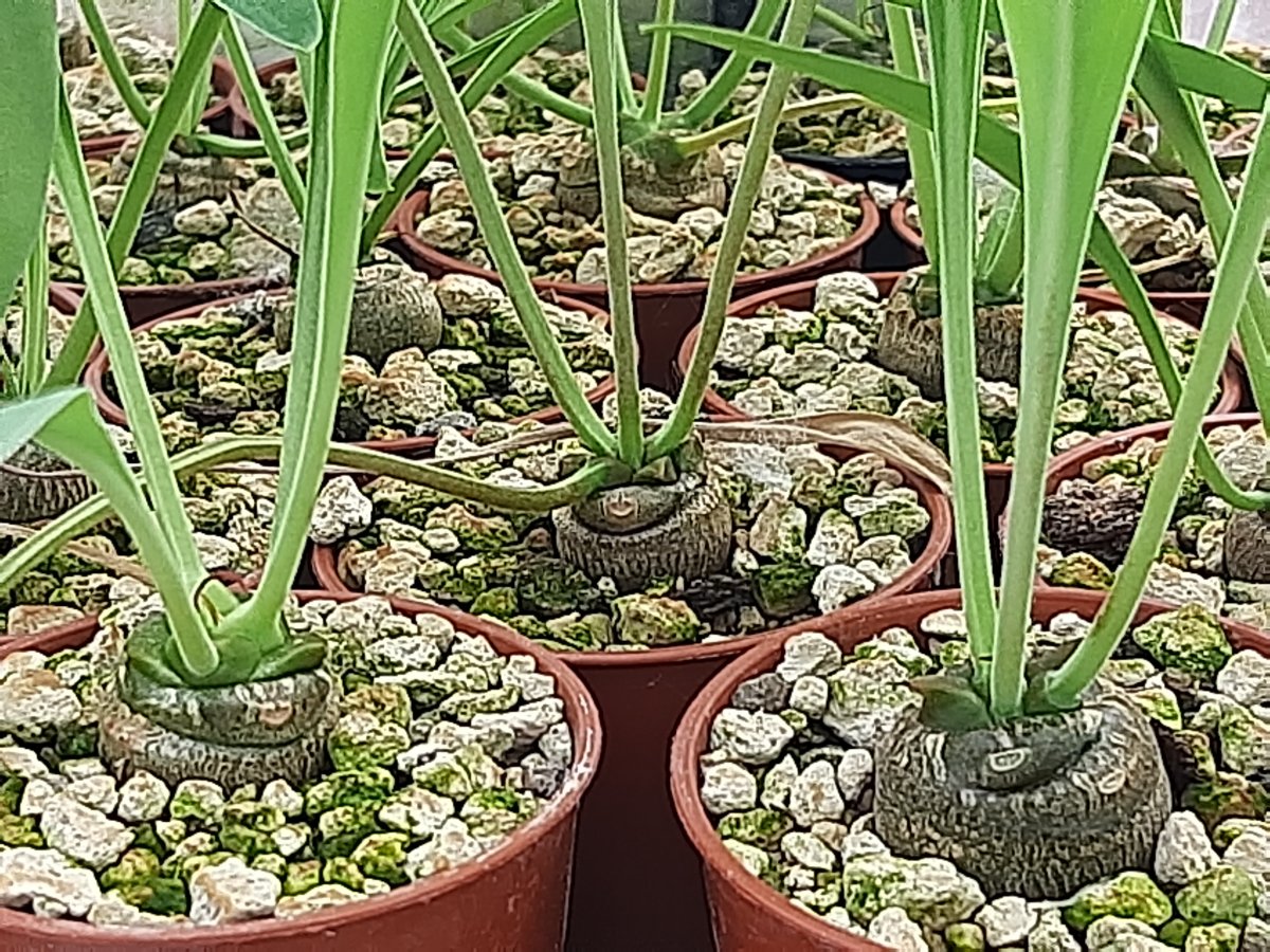 Euphorbia Bupleurifolia | 