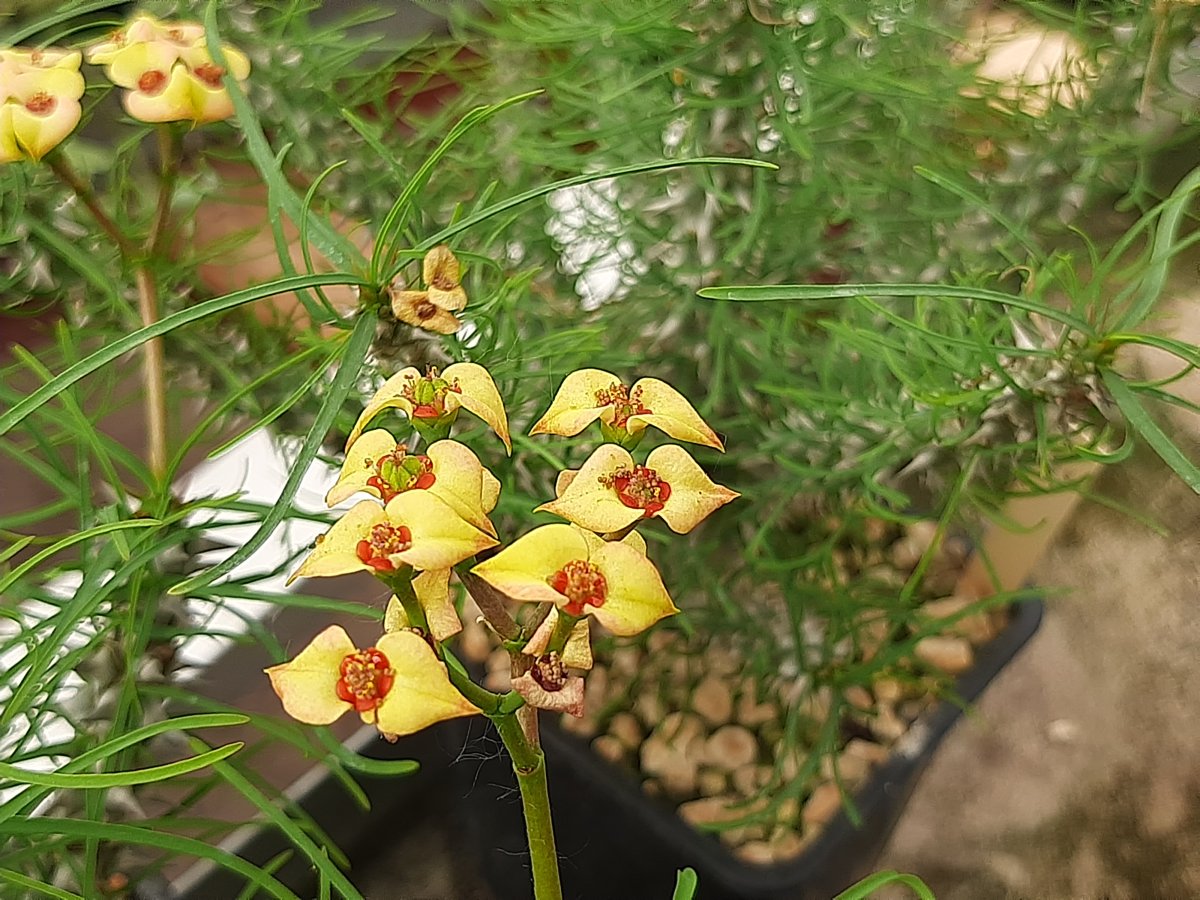 Euphorbia gotlebei I | 