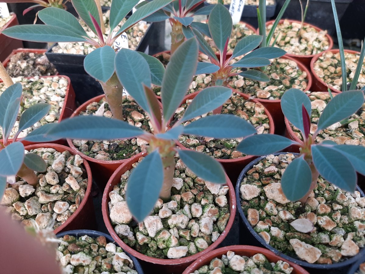 Euphorbia Pachypodioides | 