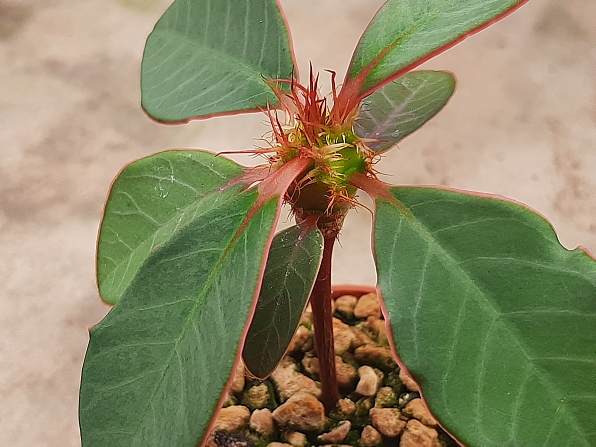 Euphorbia Neohumbertii | 