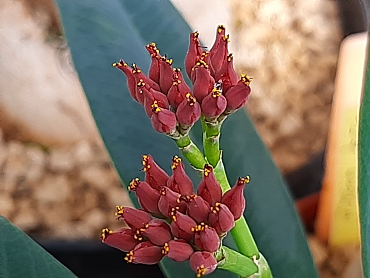 Euphorbia Pachypodioides | 
