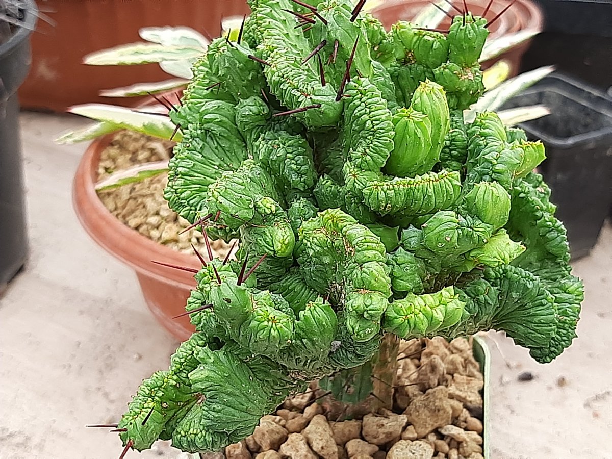 Euphorbia enopla f. cristata | 