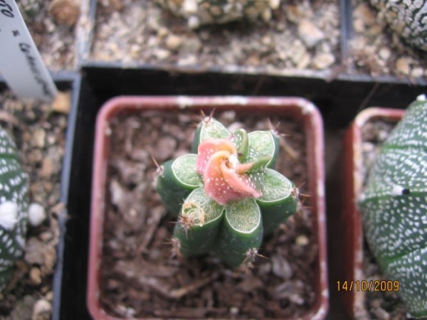 Astrophytum Niveum x Kabuto
