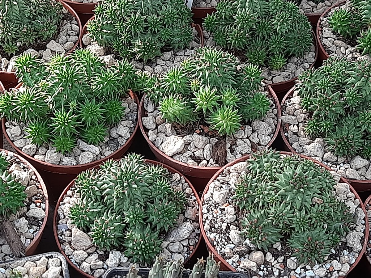 Euphorbia suzannae | 
