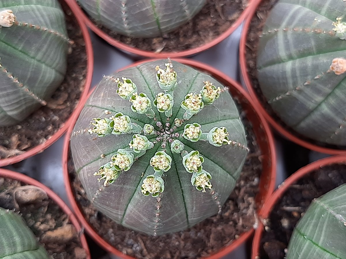 Euphorbia Obesa | 