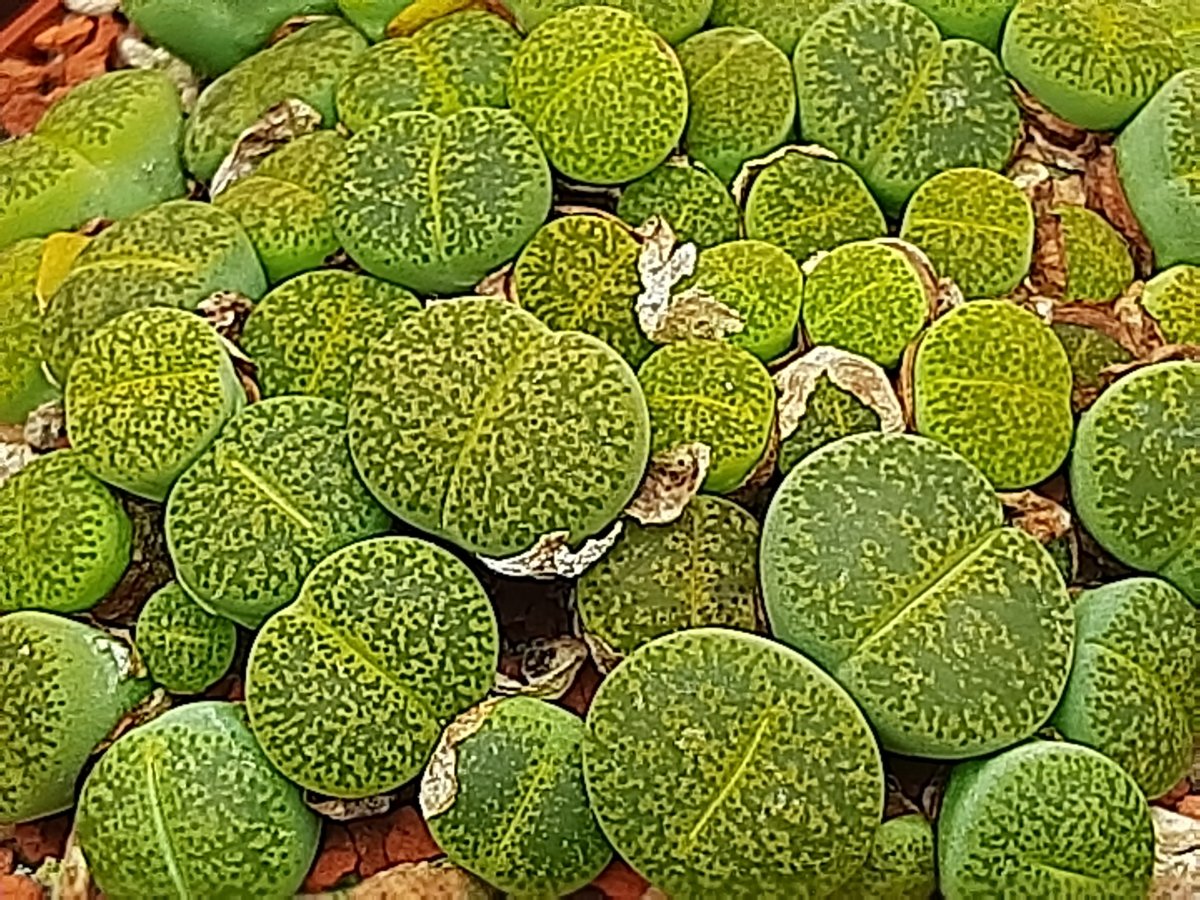 Lithops lesliei cv. albiflora C5B  S