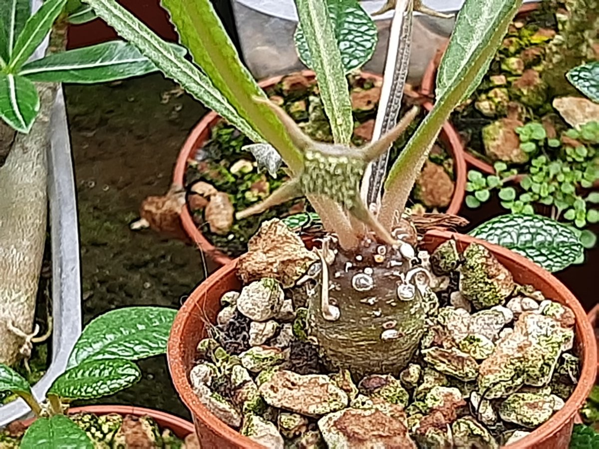crispa v. lancifolia | 