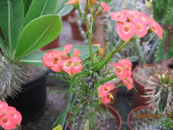 Euphorbia Gottlebii