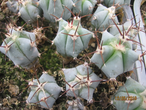 Echinocactus Visnaga