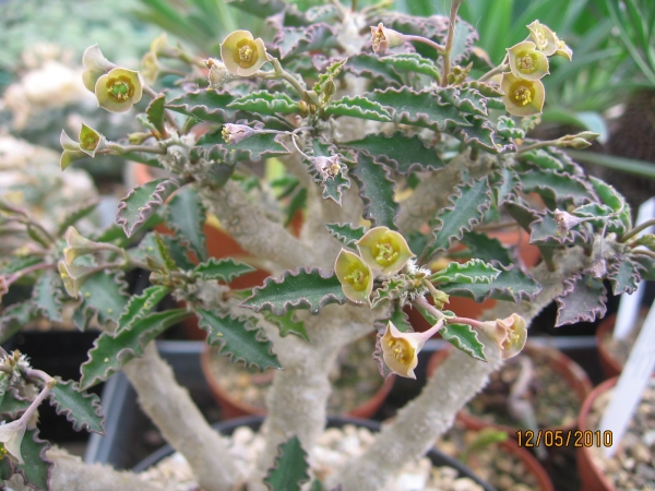 Euphorbia Cap-Saintemariensis