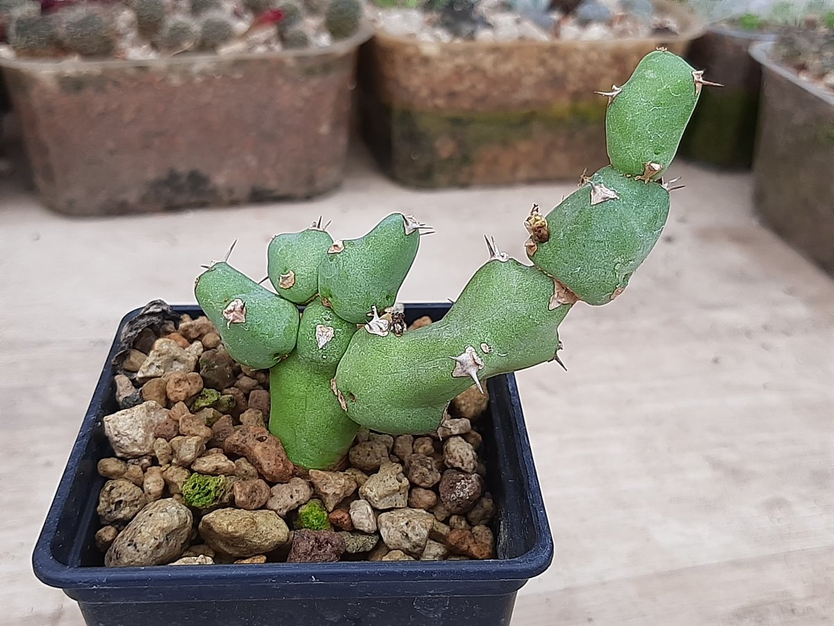 Euphorbia clivicola | 