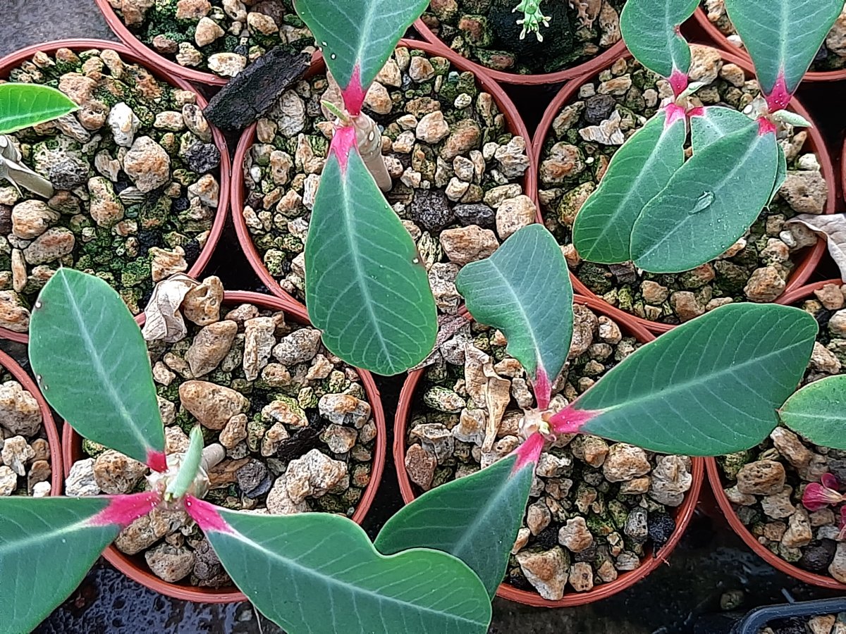 Euphorbia Vigueri | 