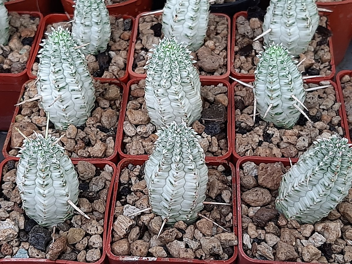 Euphorbia fimbriata variegata | 