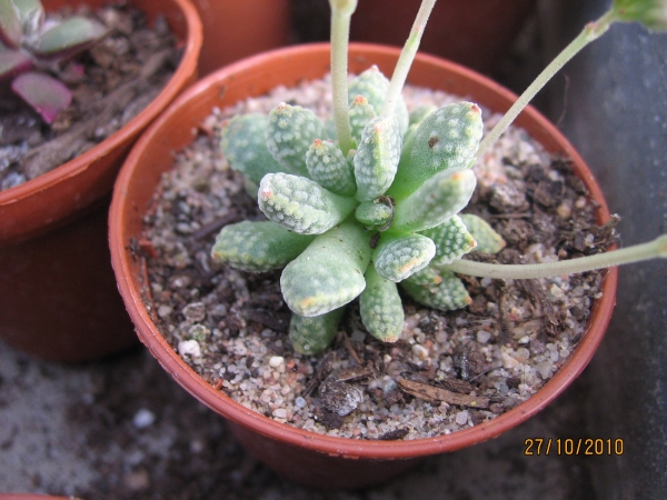 Crassula Ausensis ssp. Titanopsis