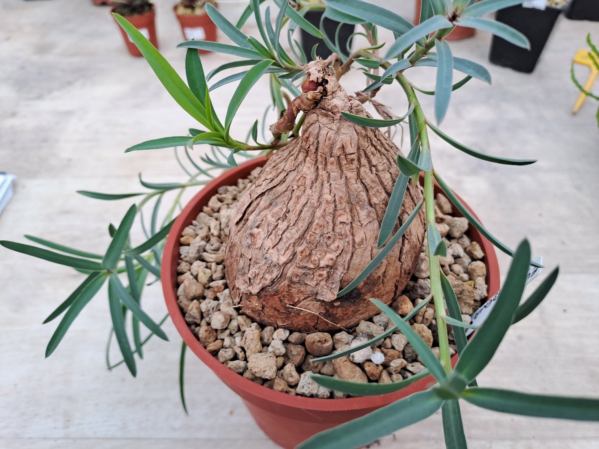 Euphorbia trichadenia I | 