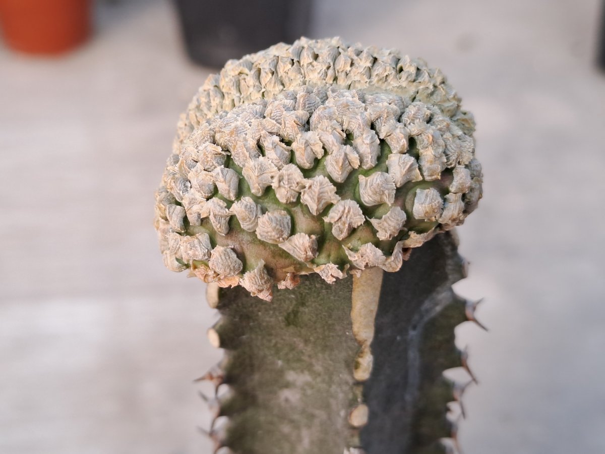 Euphorbia piscidermis f. cristata | 