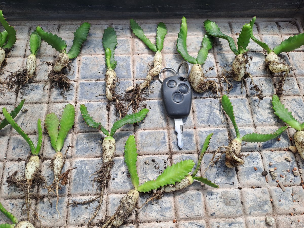Euphorbia stellata | 