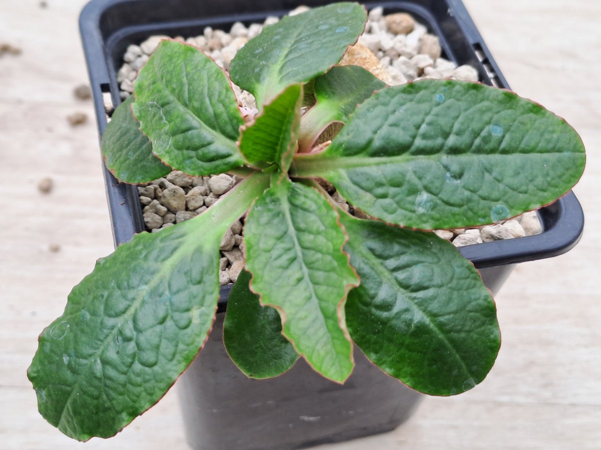 Euphorbia primulifolia | 