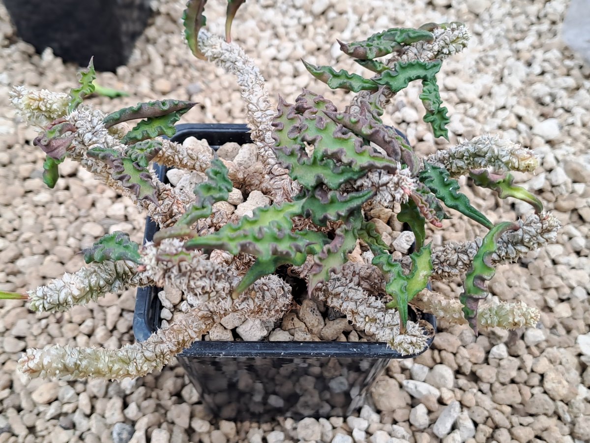Euphorbia decaryi v. spirosticha | 