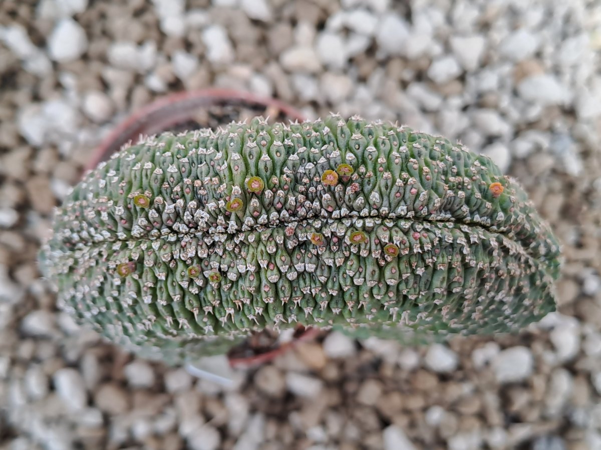 Euphorbia phyllipsioides f. cristata II | 