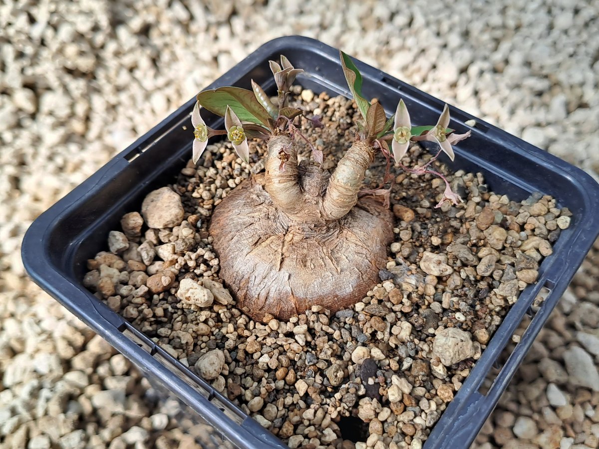 Euphorbia sp. nova lawantii aff moratii | 