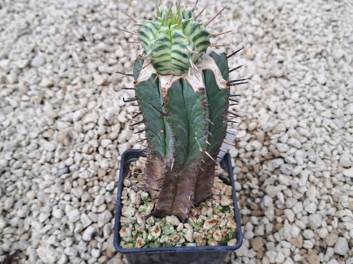 Euphorbia meloformis variegata I | 