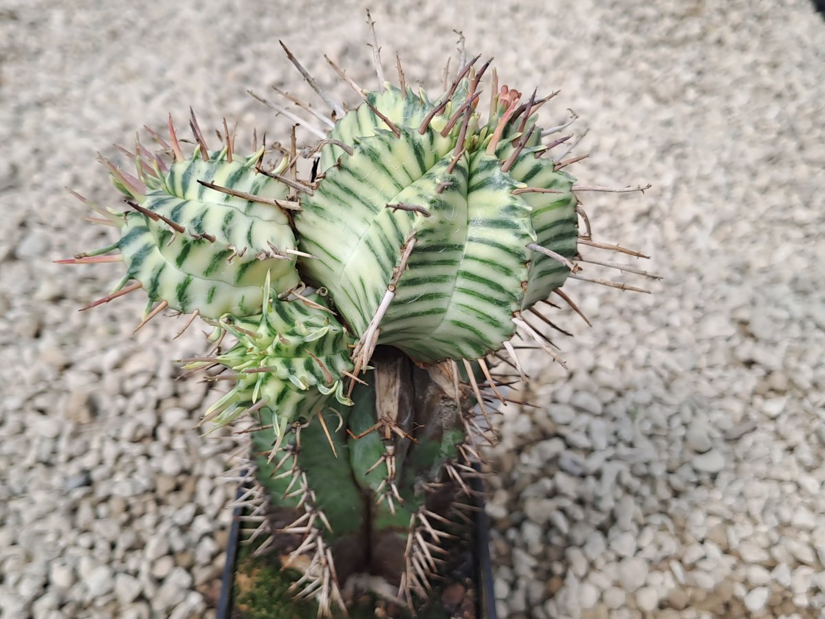 Euphorbia meloformis variegata II | 