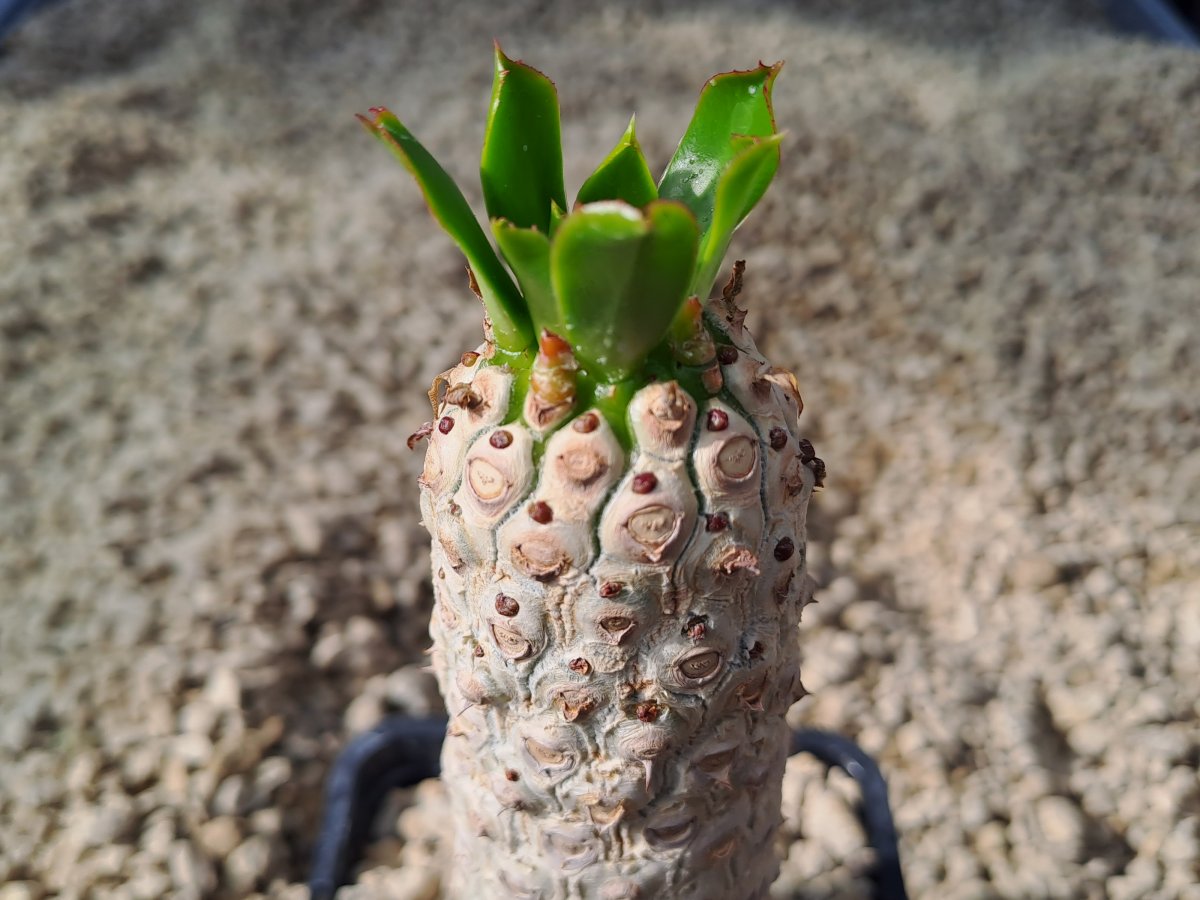 Euphorbia unispina | 