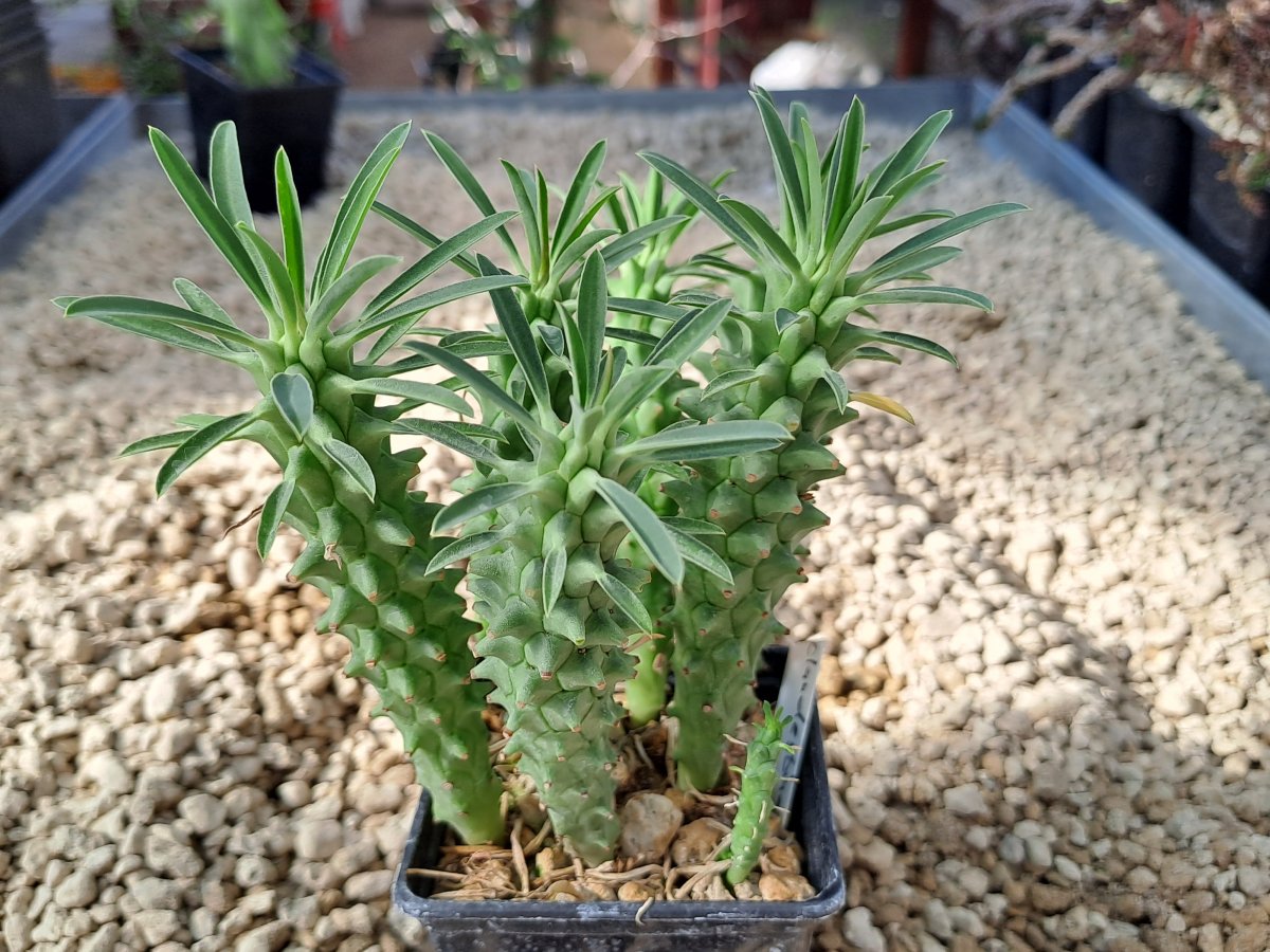 Euphorbia clandestina | 