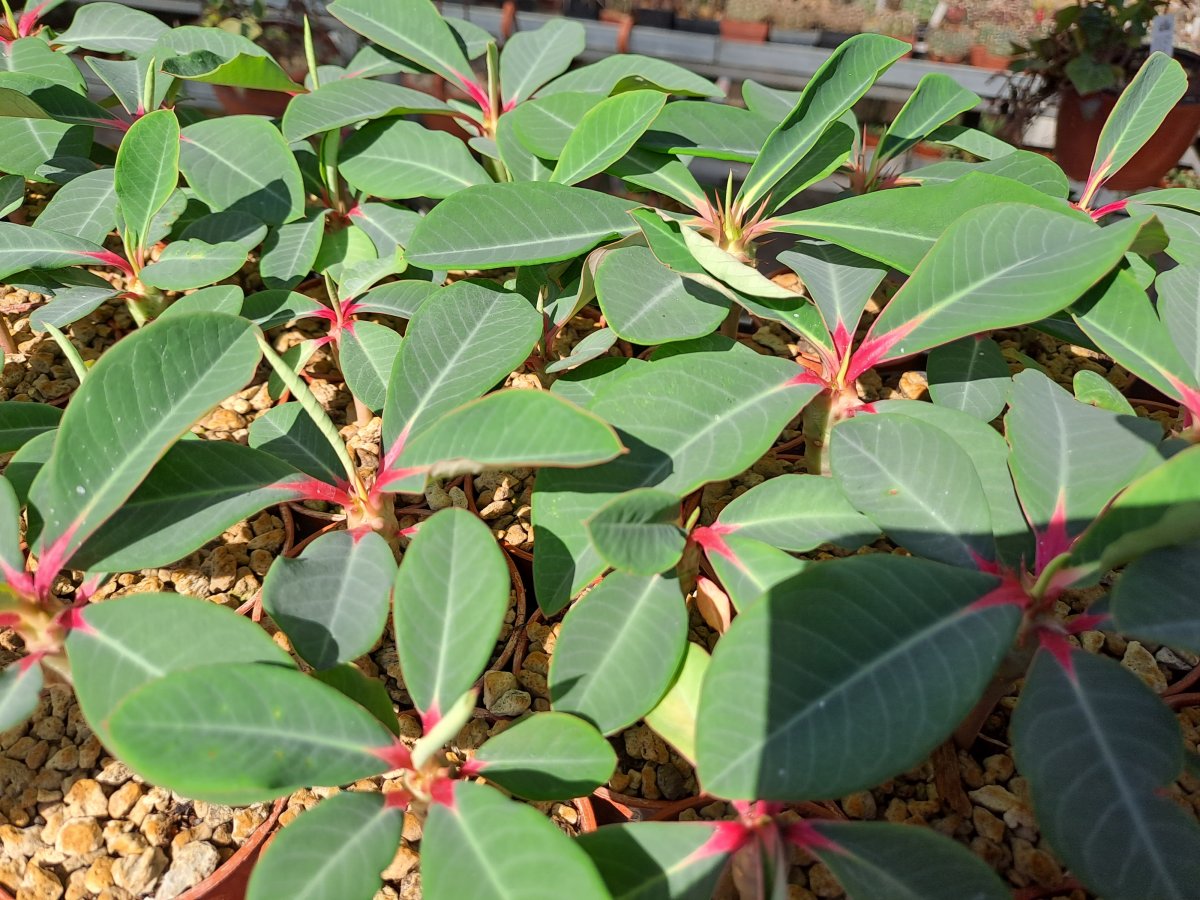 Euphorbia Vigueri | 
