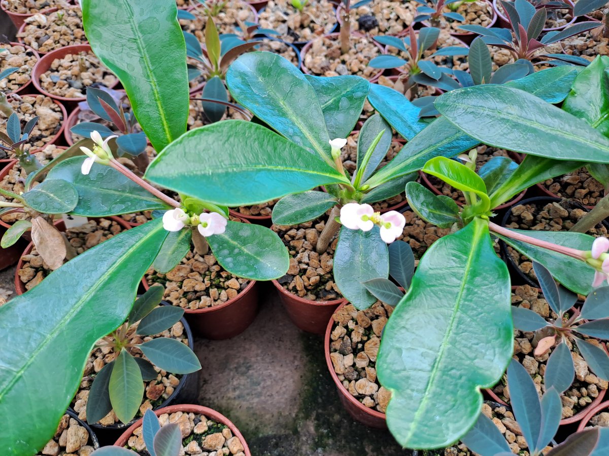Euphorbia lophogona | 