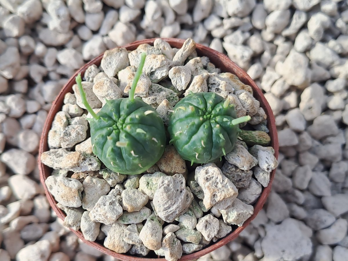 Euphorbia meloformis | 