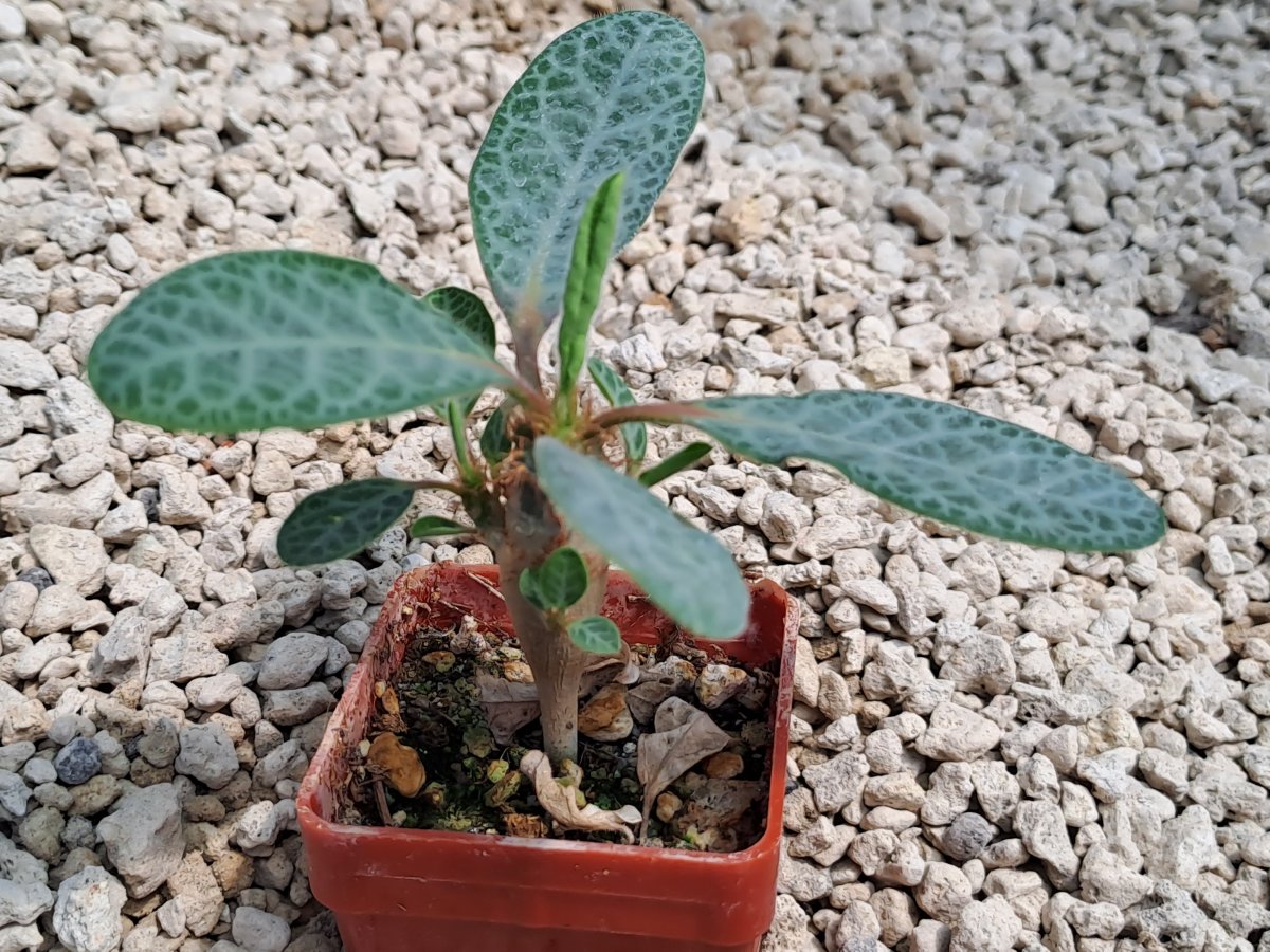 Euphorbia iharanae | 