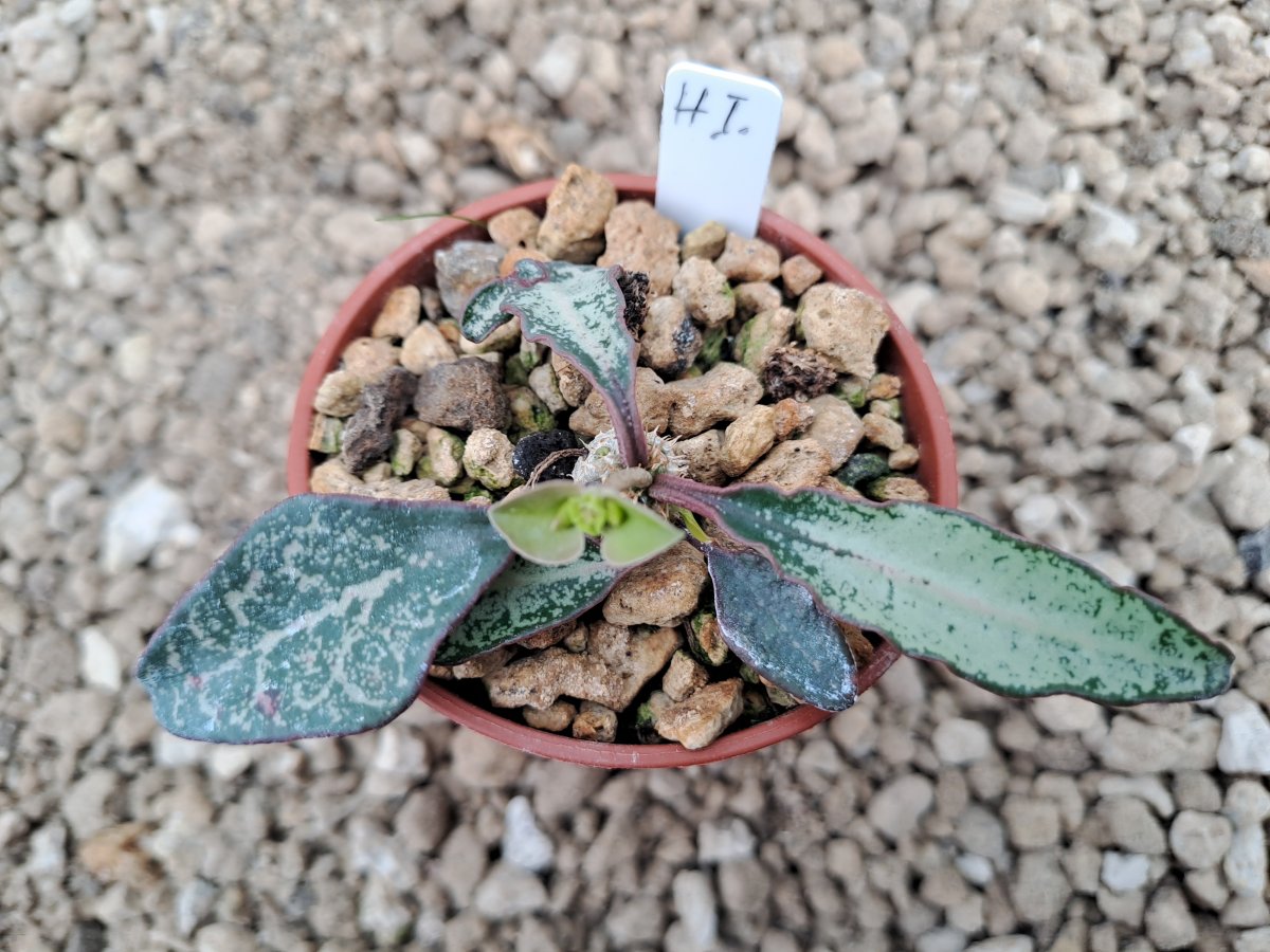 Euphorbia francoisii hybrid I | 