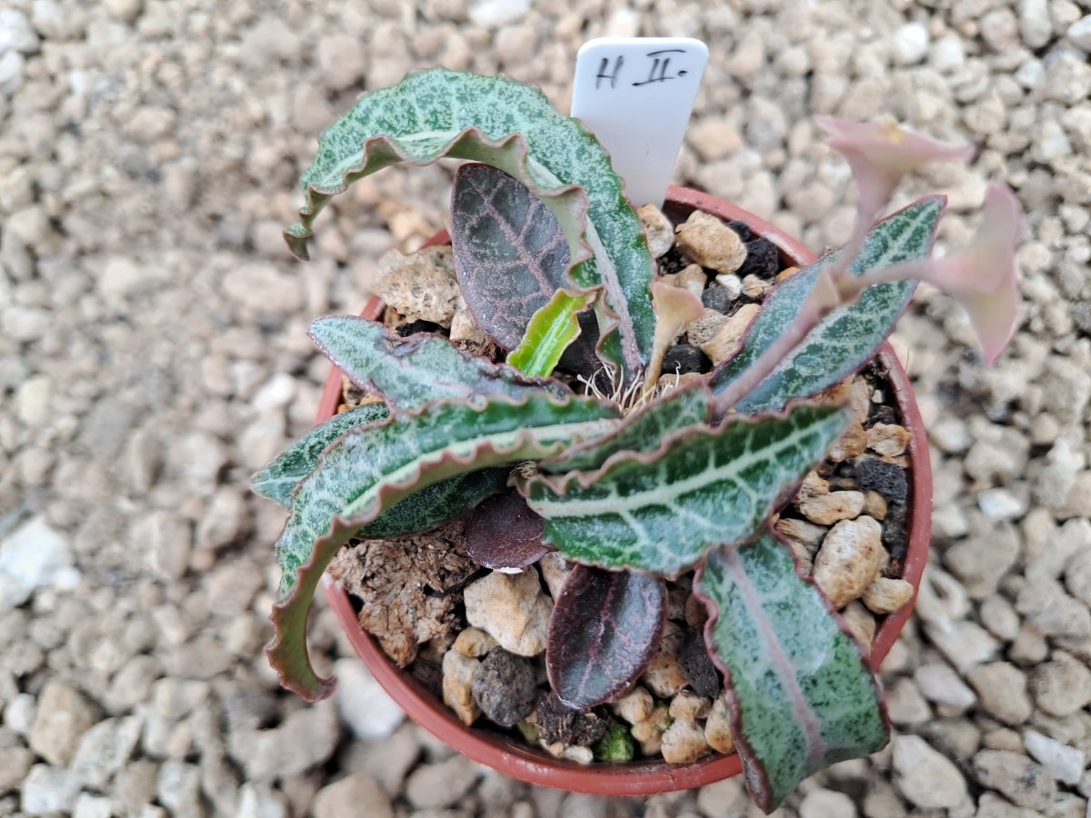 Euphorbia francoisii hybrid II | 