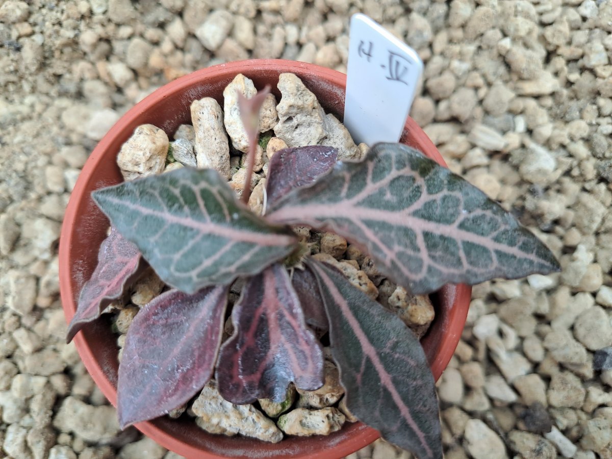 Euphorbia francoisii hybrid IV | 