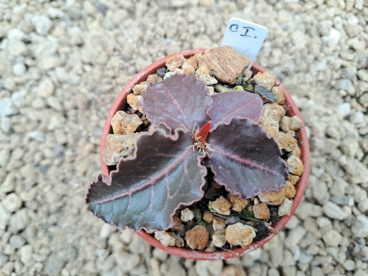 Euphorbia francoisii crassicaulis VIII | 