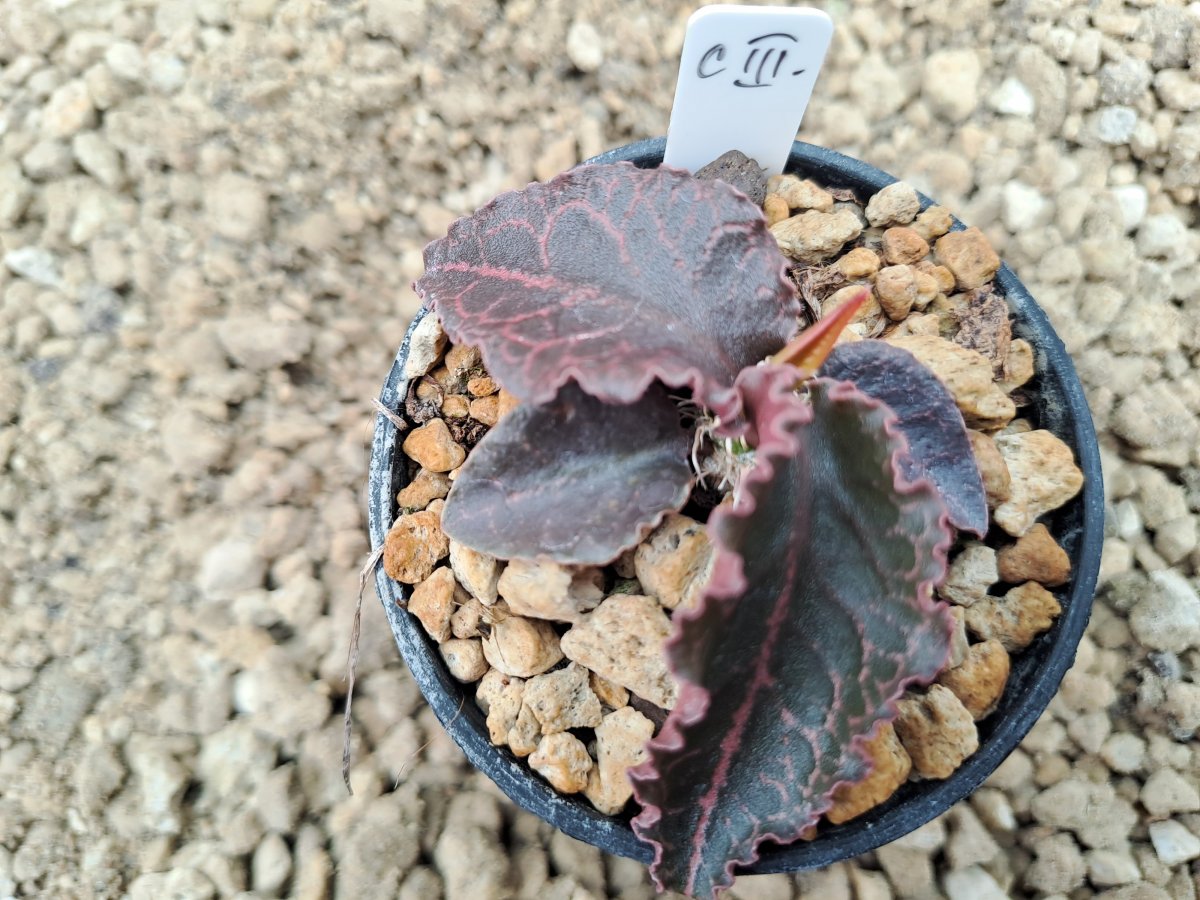 Euphorbia francoisii  IX | 