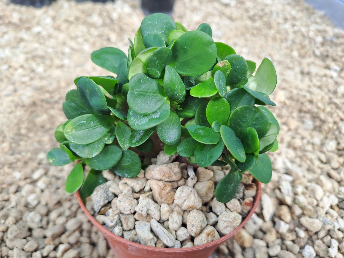 Euphorbia milli cristata IV | 
