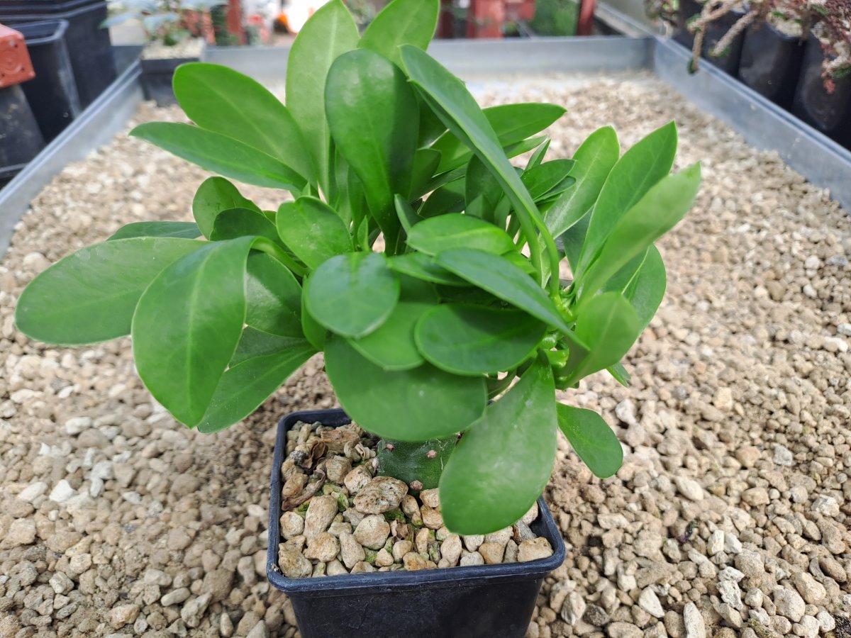 Euphorbia neriifolia | 