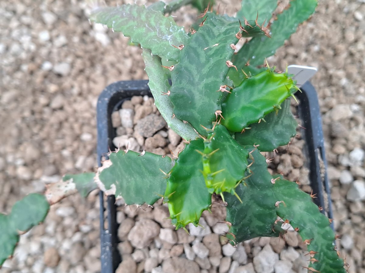 Euphorbia Stellata I | 