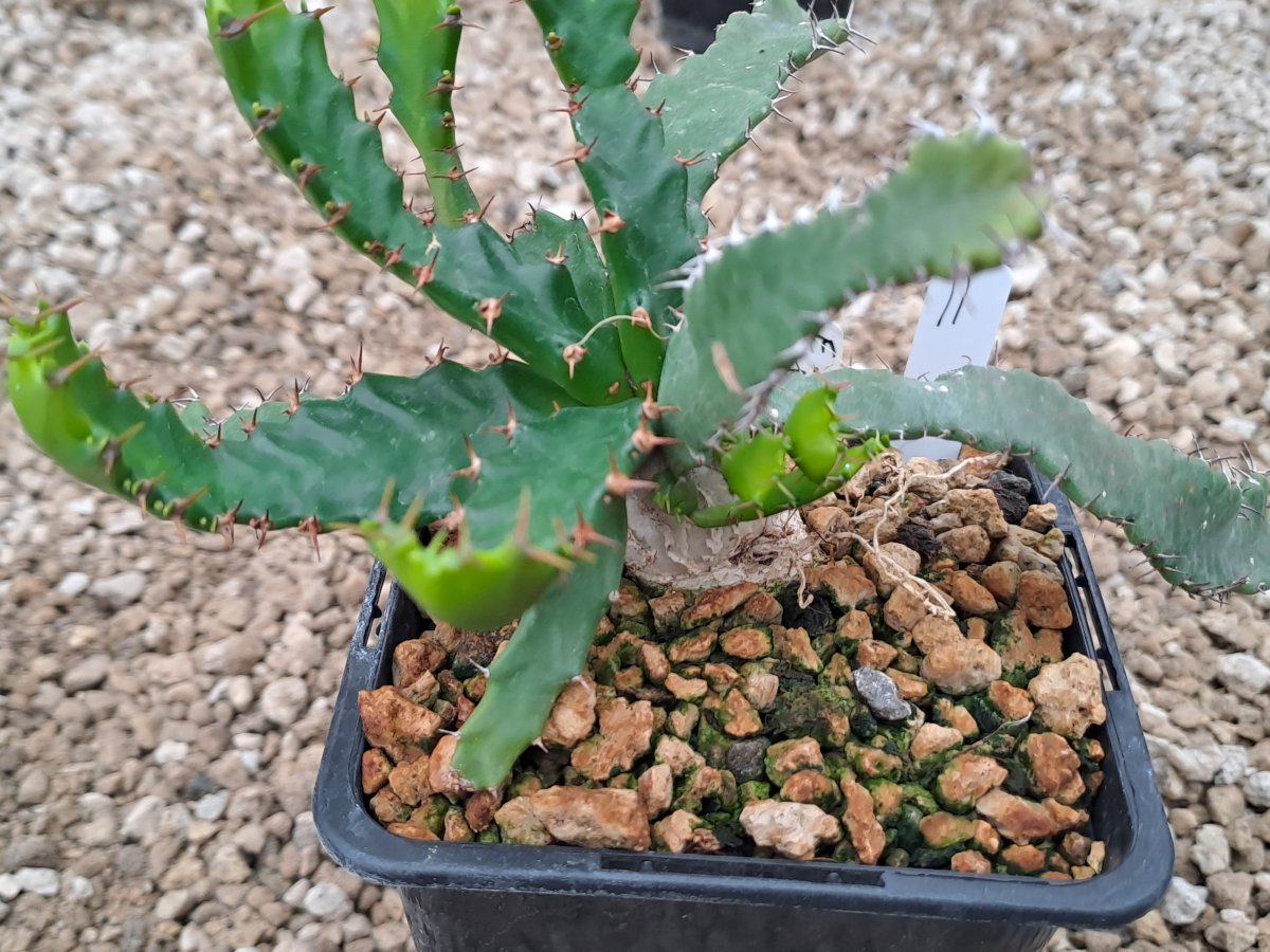 Euphorbia Stellata II | 