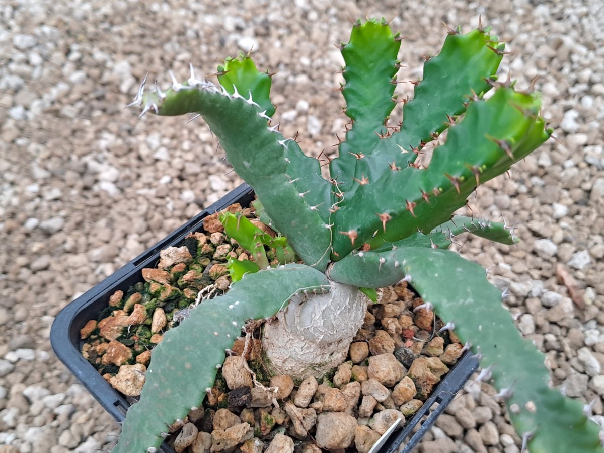 Euphorbia Stellata II | 