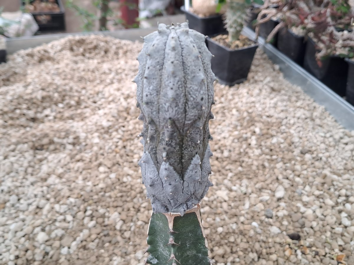 Euphorbia abdelcuri I | 
