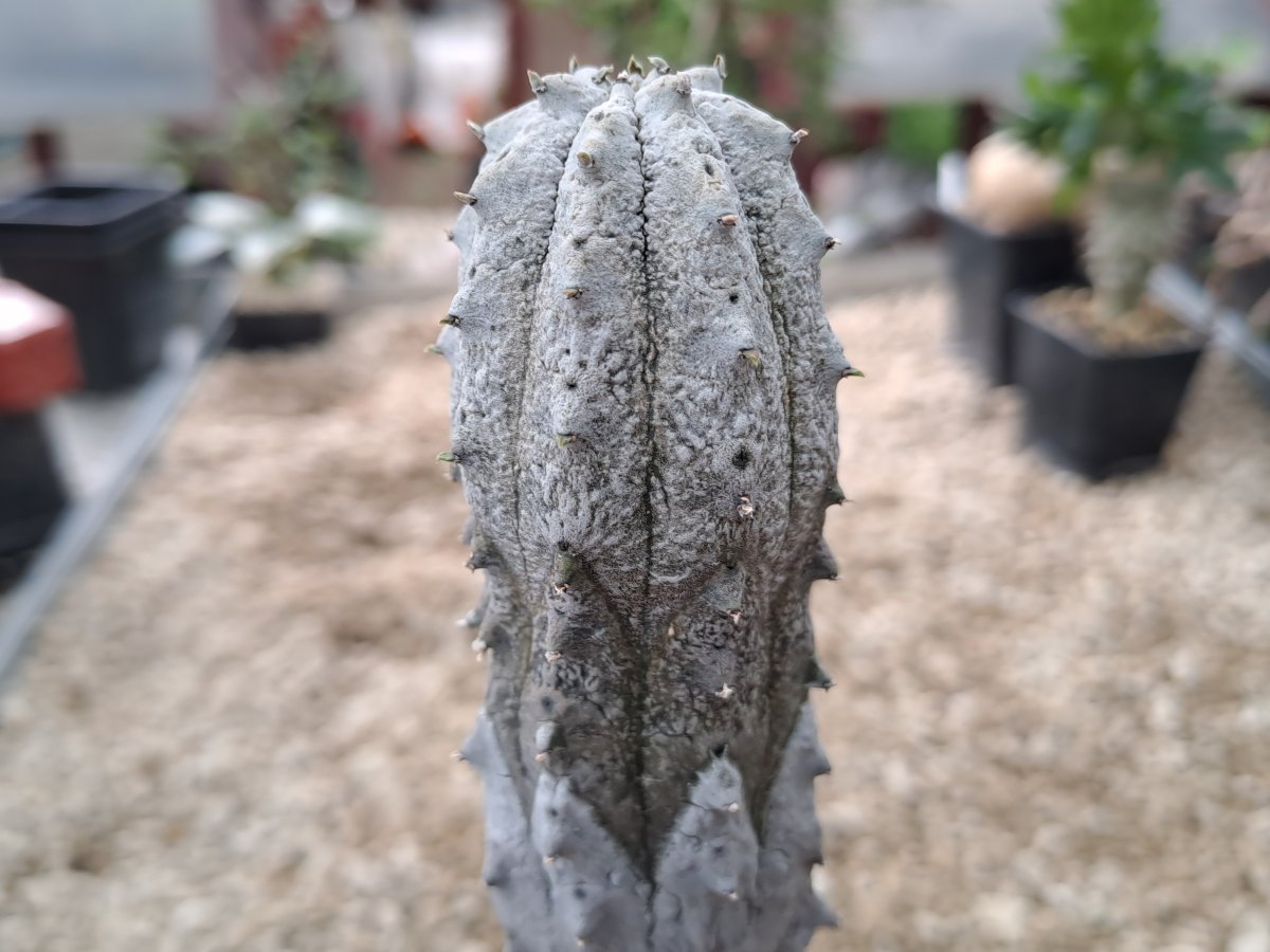 Euphorbia abdelcuri I | 
