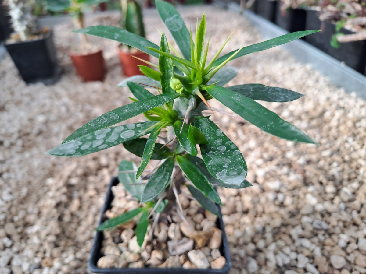 Euphorbia mangesdorfii x geroldii | 