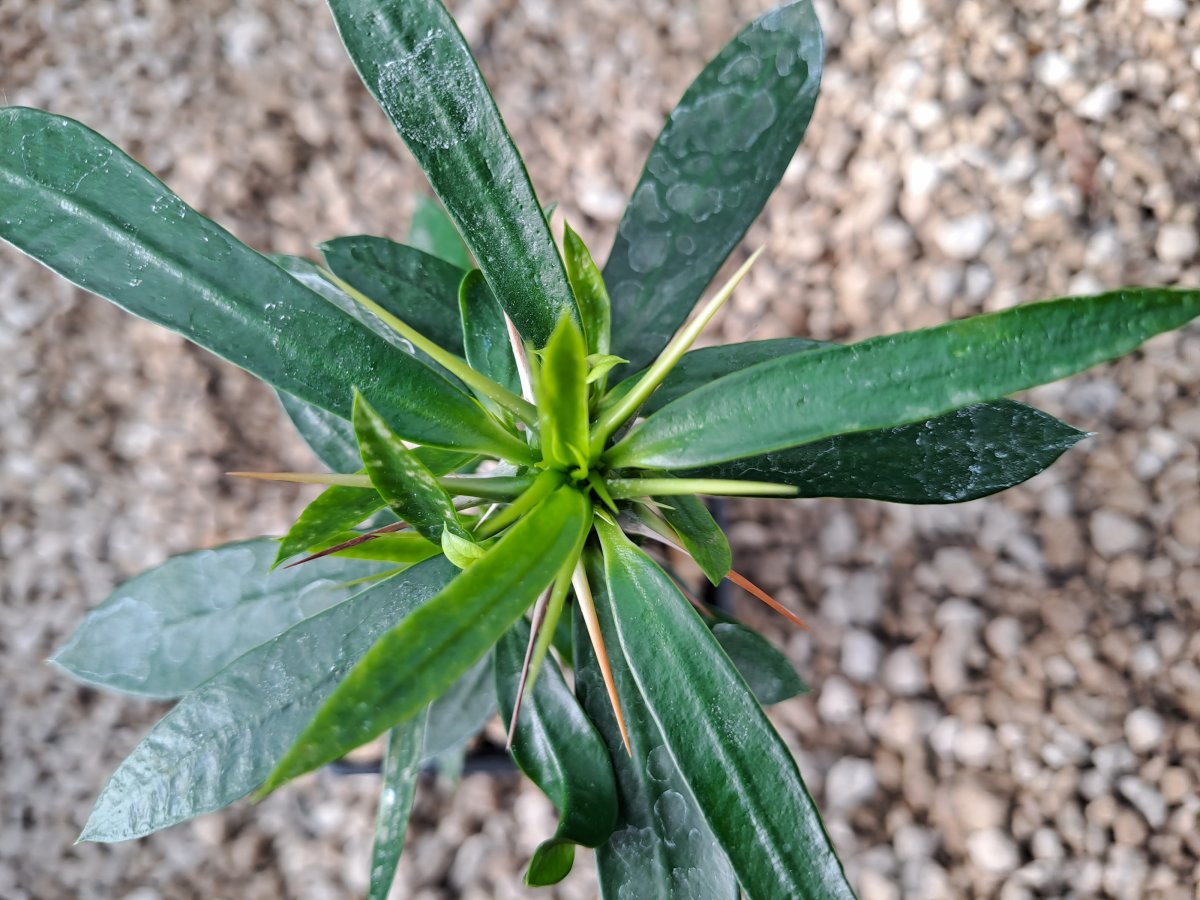 Euphorbia mangesdorfii x geroldii | 