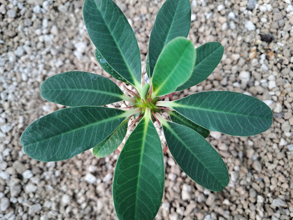 Euphorbia guillauminiana I | 