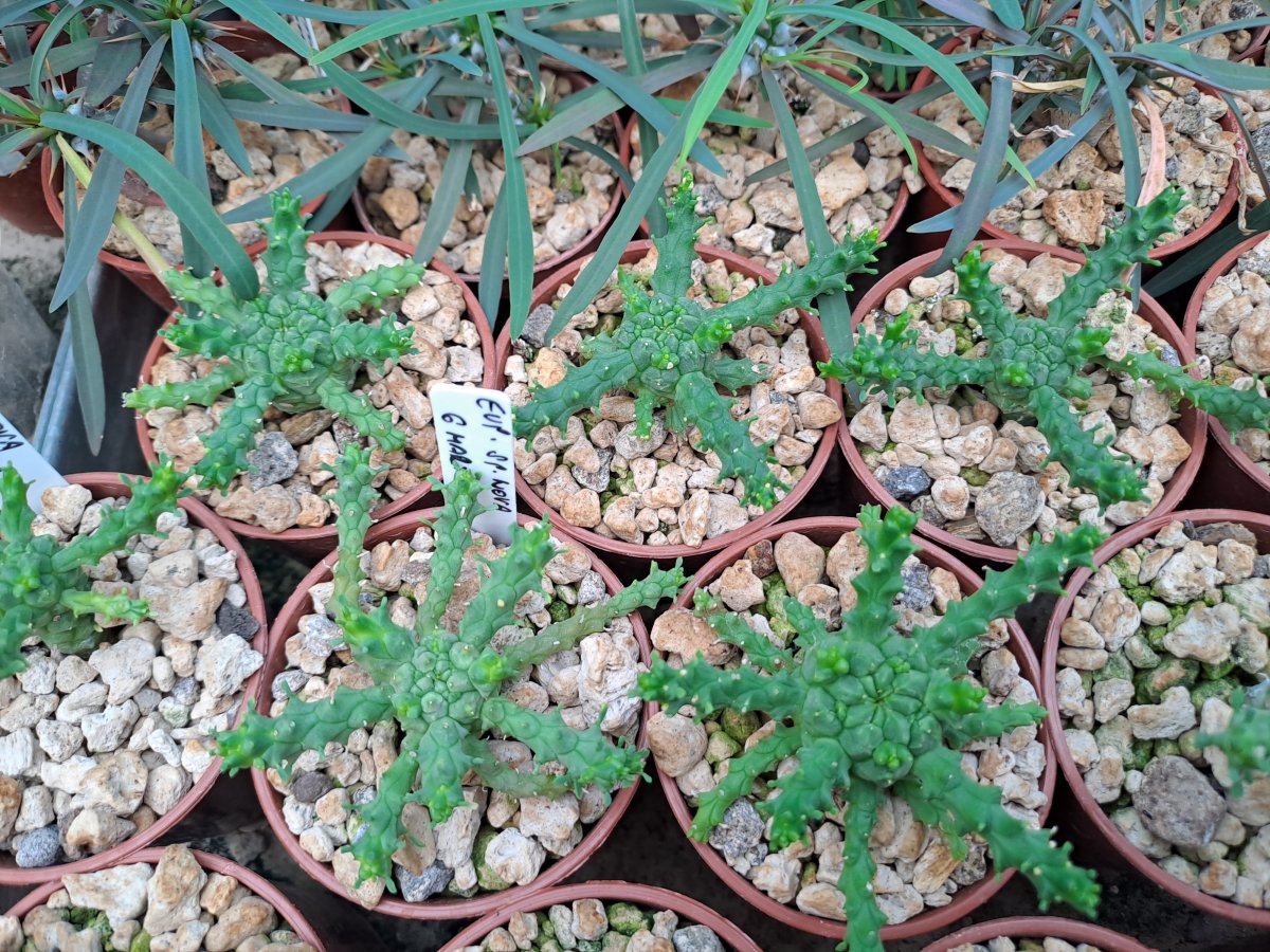 Euphorbia Sp. Nova G. Marx 211 | 